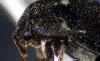 Attagenus pellio
